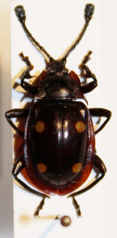 Eumorphus tetraspilotus.JPG