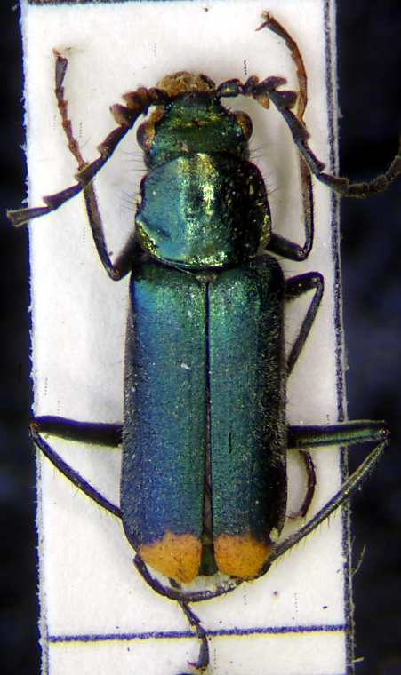 malachius_graecus_m.jpg