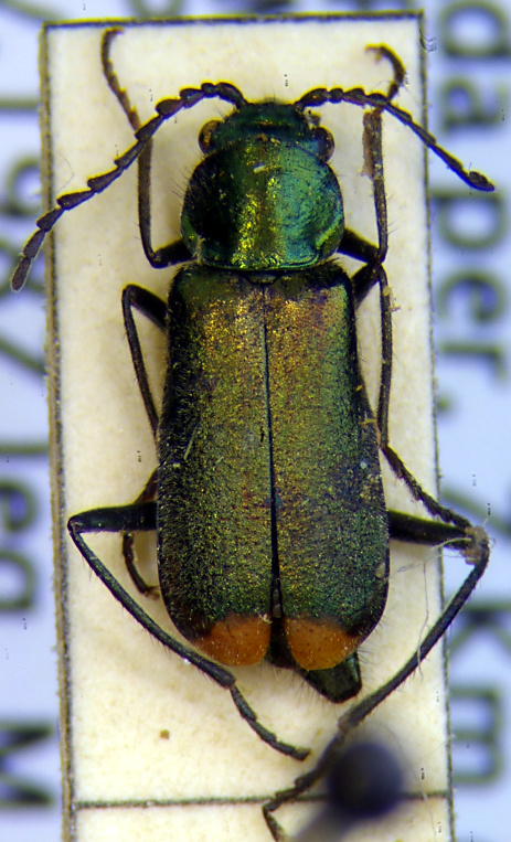 malachius_graecus_f.jpg