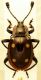 Eumorphus tetraspilotus 2.JPG