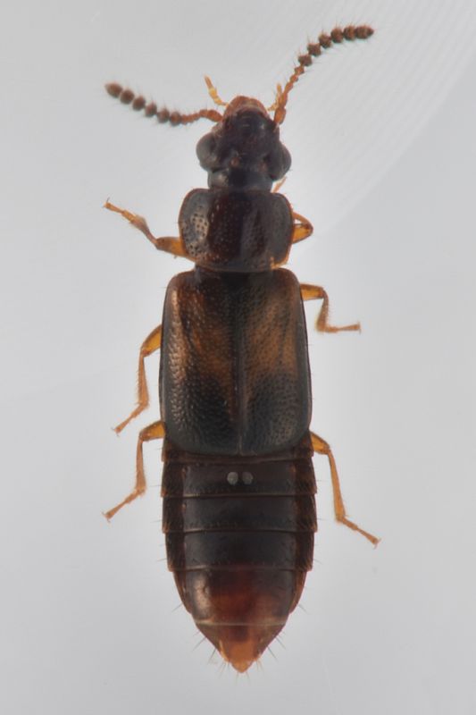 1 paraphloeostiba gayndahensis staphylinidae sentiero di montecapretto .jpg