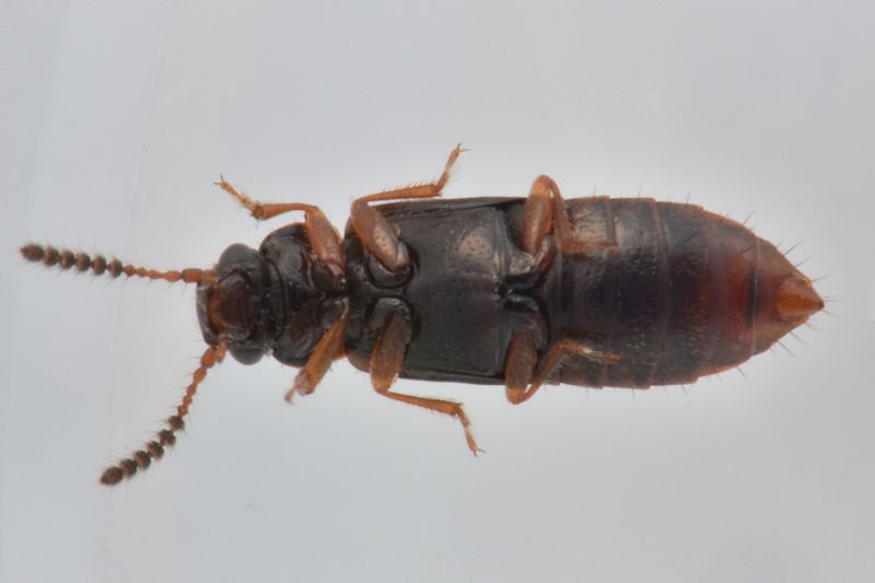 2 paraphloeostiba gayndahensis staphylinidae sentiero di montecapretto .jpg