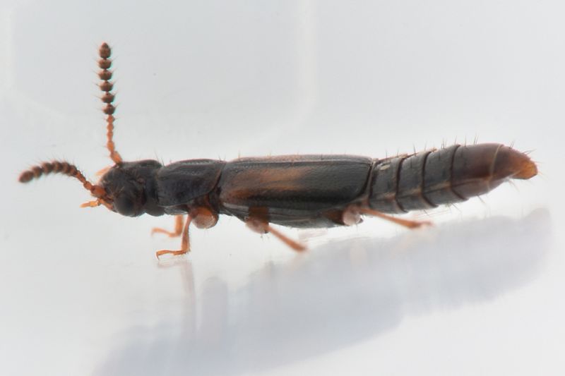 3 paraphloeostiba gayndahensis staphylinidae sentiero di montecapretto .jpg