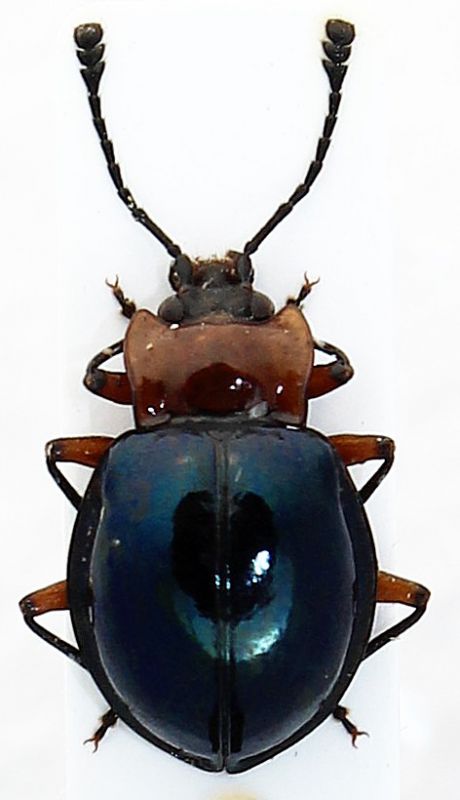 Encymon ruficollis.JPG