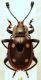 Eumorphus tetraspilotus 2.JPG