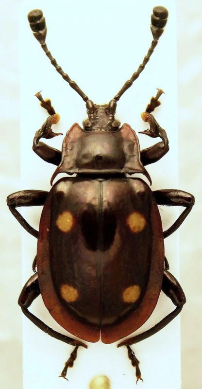 Eumorphus tetraspilotus 2.JPG