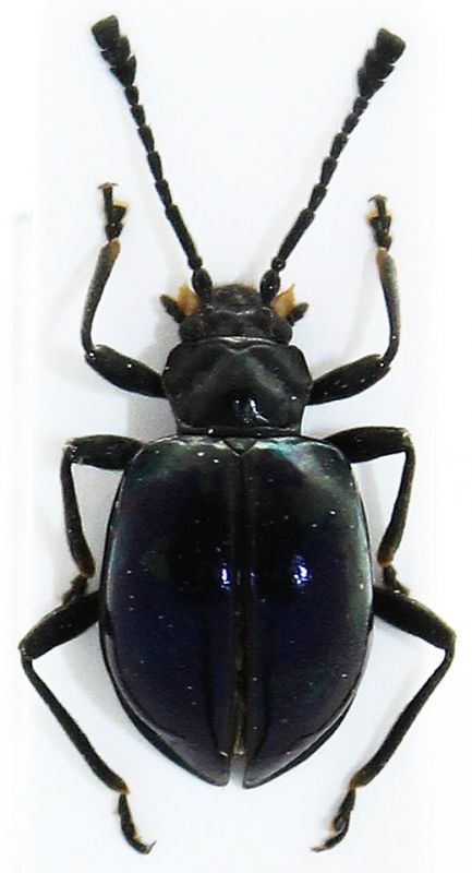 Encymon truncaticollis atriceps.JPG