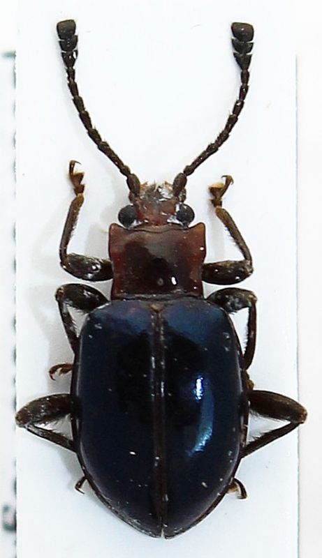 Encymon cyanipennis.JPG