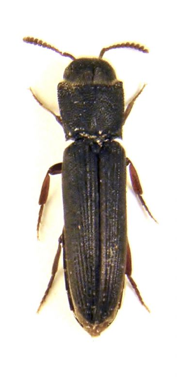 Melasis buprestoides (4).JPG