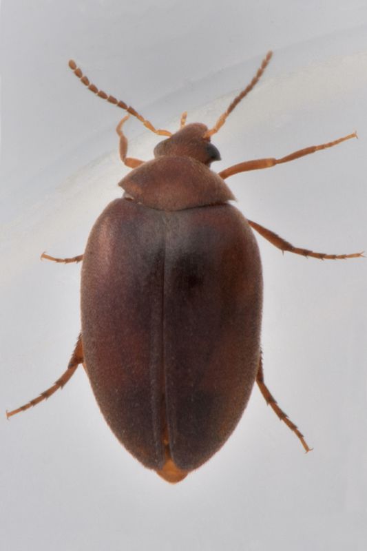 1 nycteus meridionalis eucinetidae baronessa .jpg