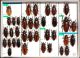 Cerambycidae Prioninae 7.JPG