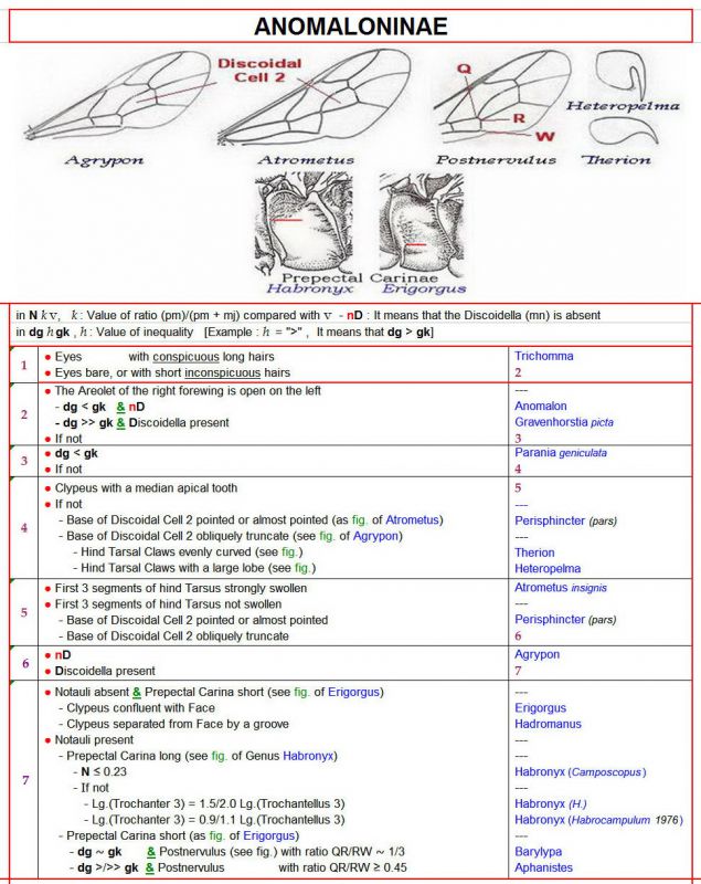 ANOMALONINAE - Clé rectifiée 4 au 20.01.2019 + Images - Image.jpg