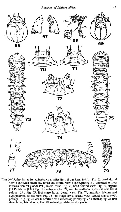 Zchizopodidae larvae.jpg