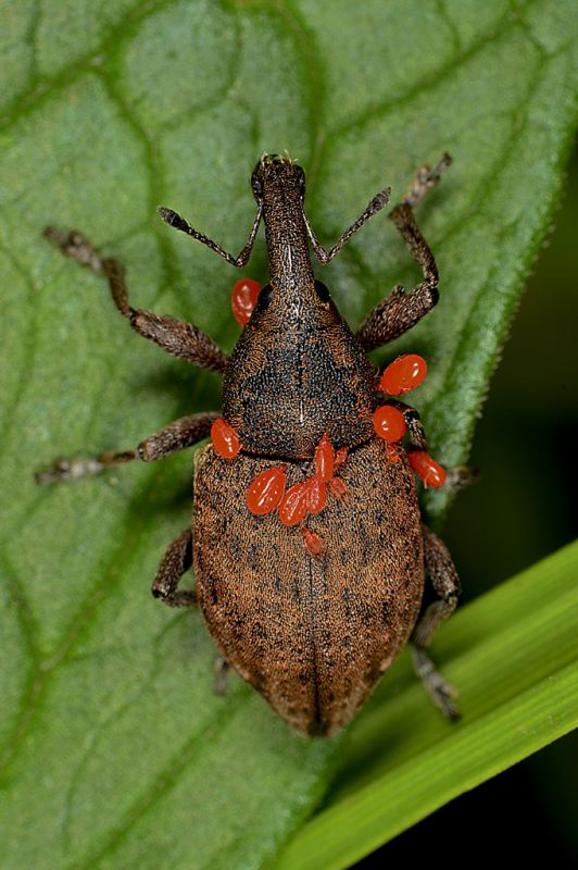 Otyorjhiìyncus sp.  Palu di moriago .jpg