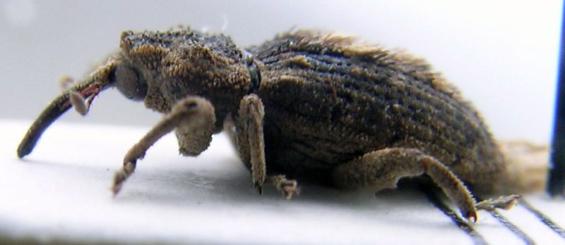 curculio.jpg