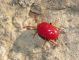acaro rosso erythraeidae.JPG