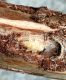 5_IMG_4632-pupa-par.jpg