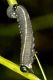 DSC_0025a.jpg