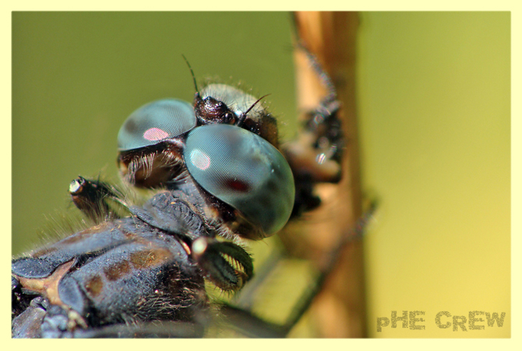 orthetrum cancellatum,,.JPG