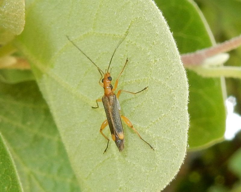 Oedemera natolica habitus.jpg