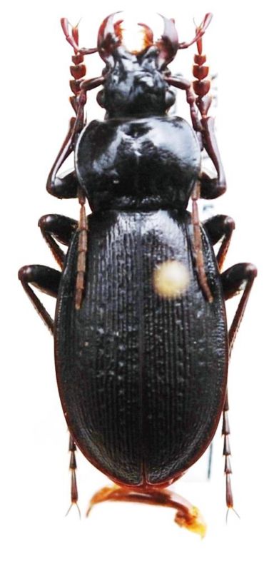 Carabus (Morphocarabus) spasskianus schestopalovi Plutenko, 1995.JPG