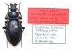 Carabus (Morphocarabus) putus cracens Obydov, 1999.JPG