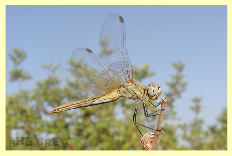 sympetrum fonscolumbii (2).JPG