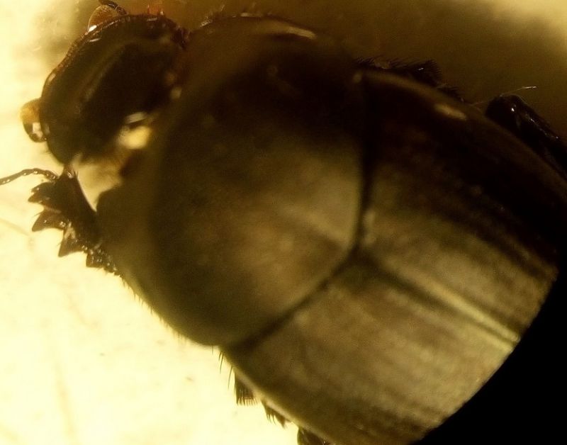 euonthophagus 2-min.jpg