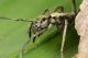 ant-mimicking-spider-sphecotypus-sp_8646328913_o-S.jpg