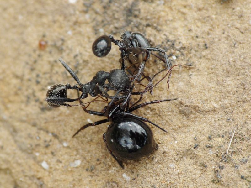 Euryopis con formiche.JPG