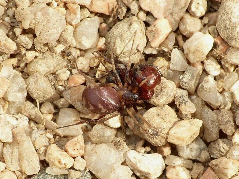 Zodarion sp. con formica messor minor e.jpg