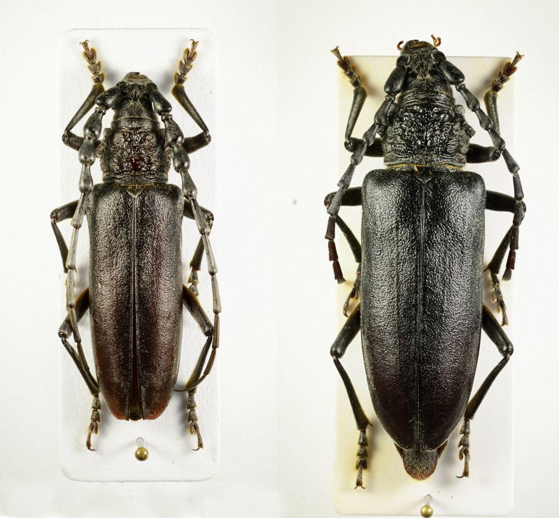 carinatus cf.jpg