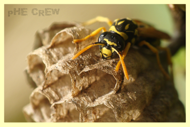 polistes gallicus....JPG