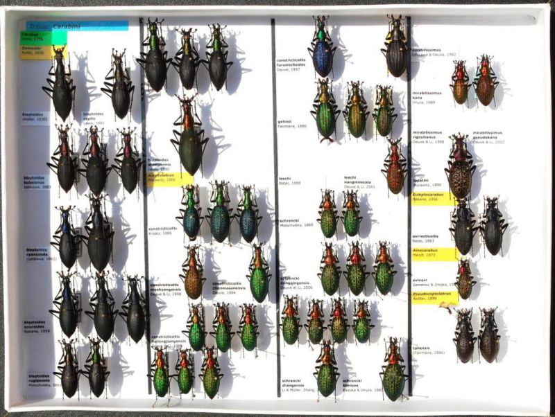 Carabidae 12.JPG