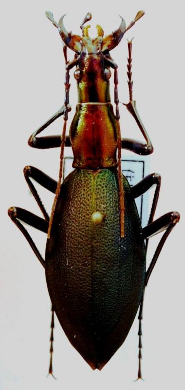 Carabus (Damaster) blaptoides viridipennis Lewis, 1880.JPG