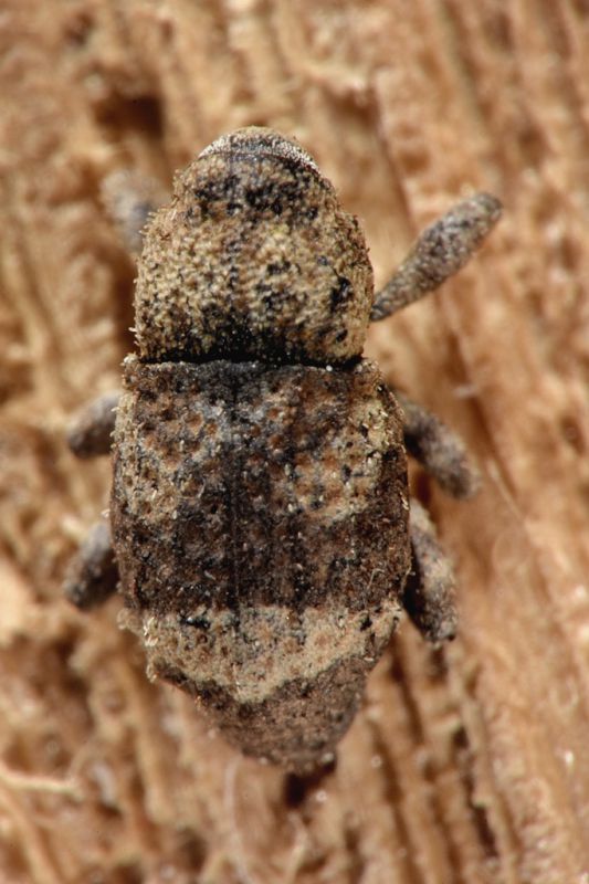 1 dichromacalles  sp curculionidae baronessa .jpg