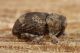 2 dichromacalles  sp curculionidae baronessa .jpg
