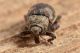 3 dichromacalles  sp curculionidae baronessa .jpg