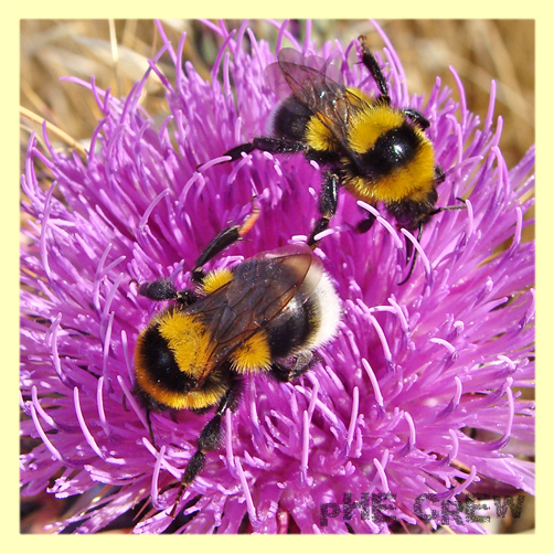 bombus lucorum 2 su fiore.JPG