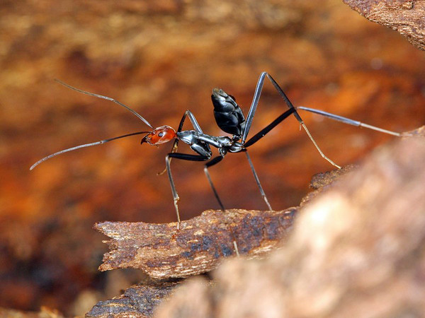 Leptomyrmex erythrocephalus - Hlsvlle210812-M.jpg