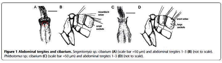 Differenze fra Sergentomyia e Phlebotomus.jpg