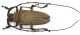R.mandibularis 2.jpg
