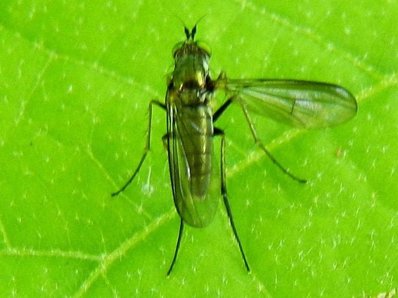 Dolichopodidae sp. SME Nord 24 V 2018 034.jpg