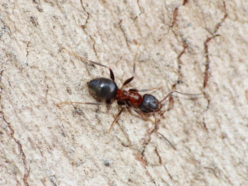 non lasius emarginatus.JPG