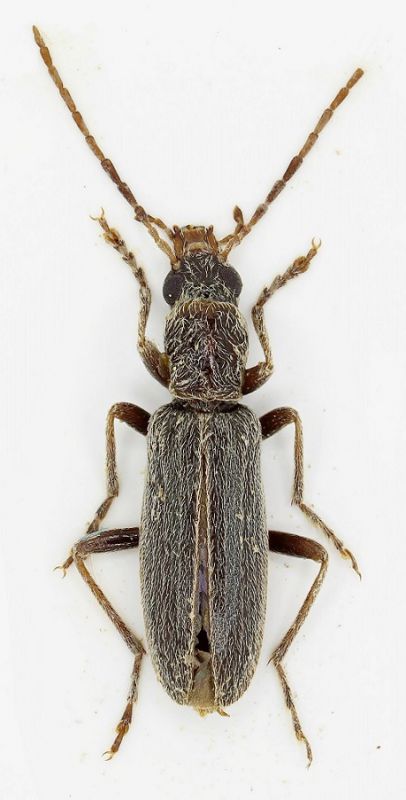 Oedemeridae sp. 1 mas-Oman - Copia.jpg