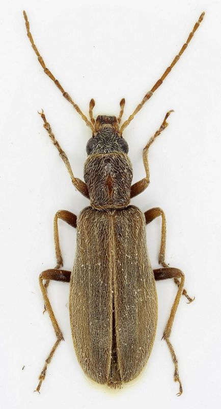 Oedemeridae sp. 1 fem-Oman-R.jpg