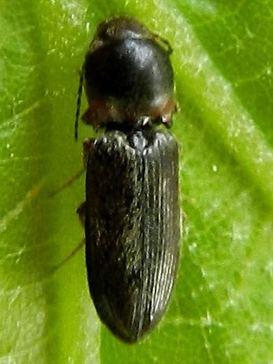 Cardiophorus sp. SME Nord 16 V 2018 055.jpg