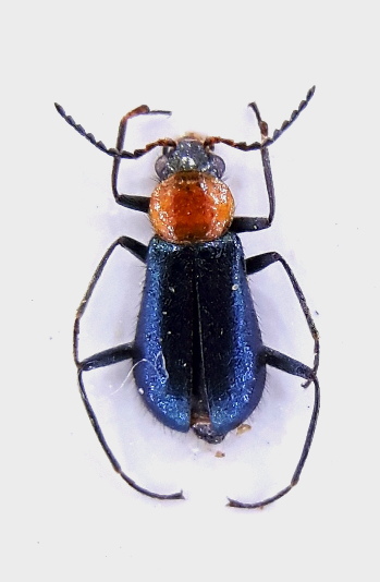 attalus_cyaneus.jpg