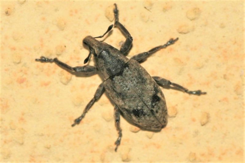 0030 Curculionidae1.JPG