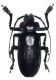 Cerambycidae 1a.jpg